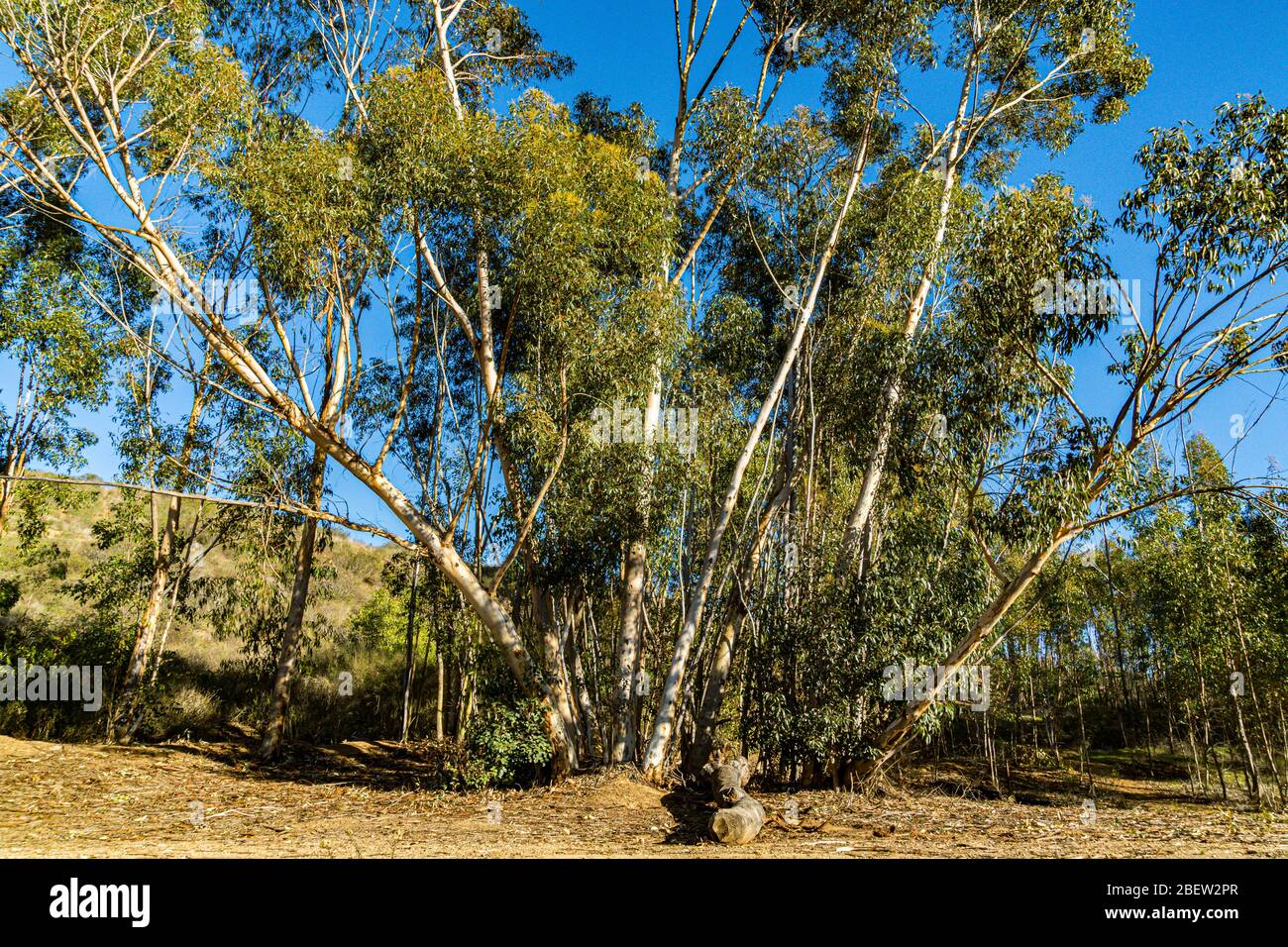 eucalyptus tree falling over , danger to hikers Stock Photo Alamy