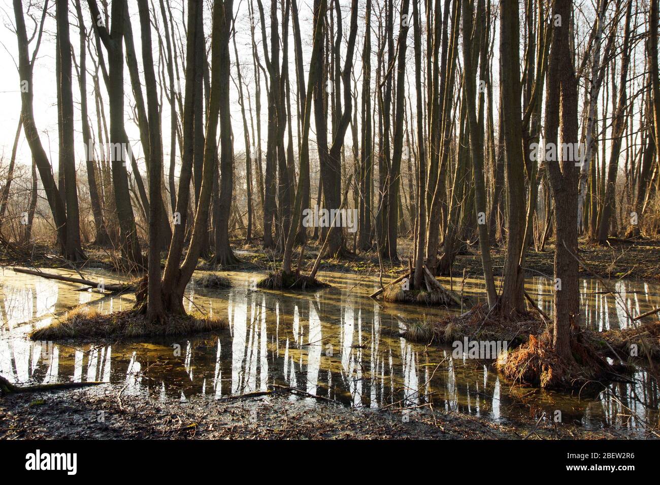 überschwemmter Wald im Land Berlin Stock Photo