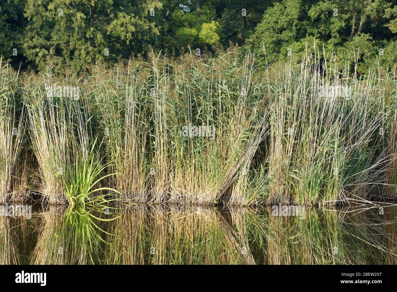 reeds in a forest lake Stock Photo