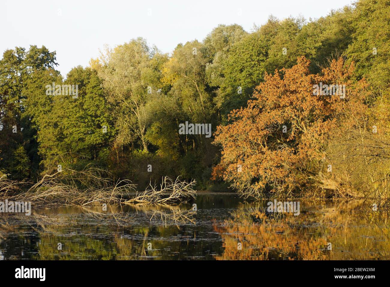 Bäume am Karpfenteich / Bogenseekette Stock Photo Alamy