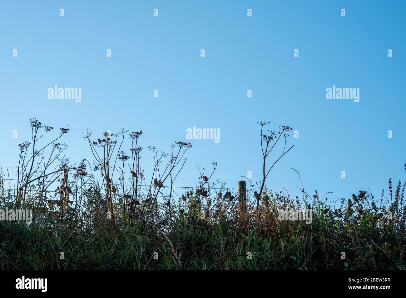 Uk wildflower field edge hi-res stock photography and images - Alamy