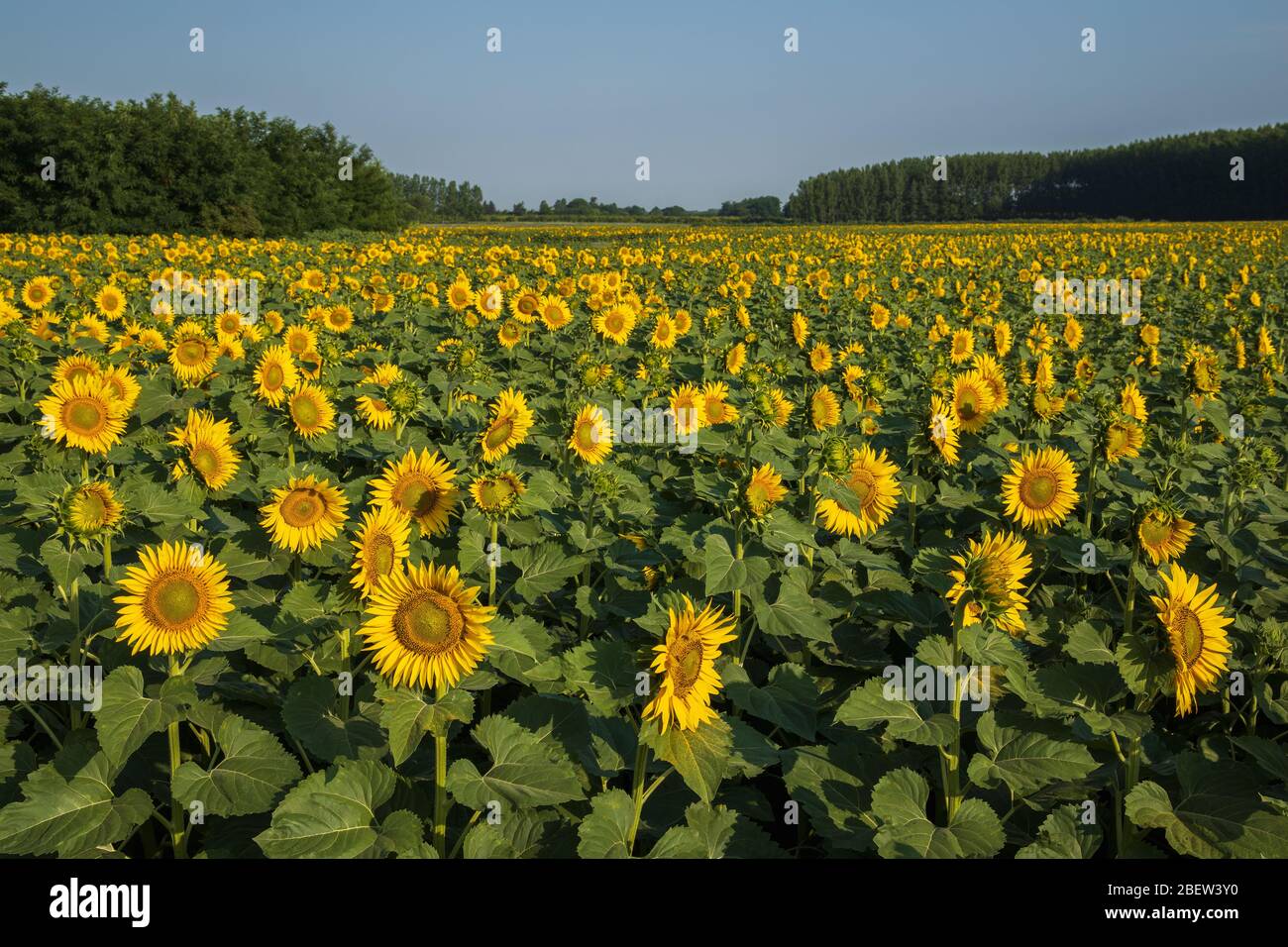 Sunflower field in Szolnok County in Hungary. Stock Photo