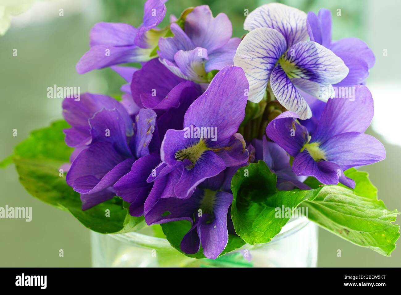 Bouquet de fleurs violettes et roses photo – Image gratuite de Fleur sur  Unsplash, image size:1300x956