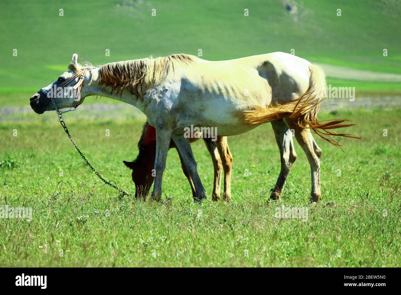 Foal and mother horse graze together. Colt does not leave small side