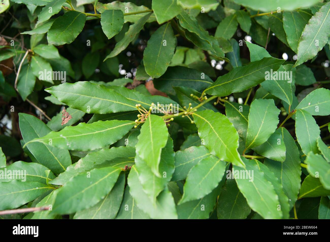 Plant in the garden, bush - bay leaf. Spice, spice. Summer, gifts of  nature, warmth, fertility Stock Photo - Alamy