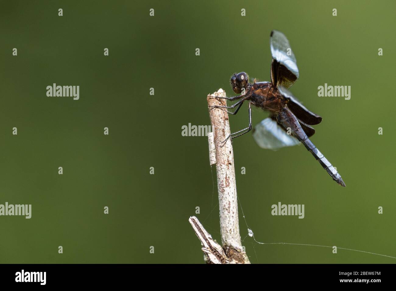A Widow Skimmer Perched on a dead Tree Stock Photo
