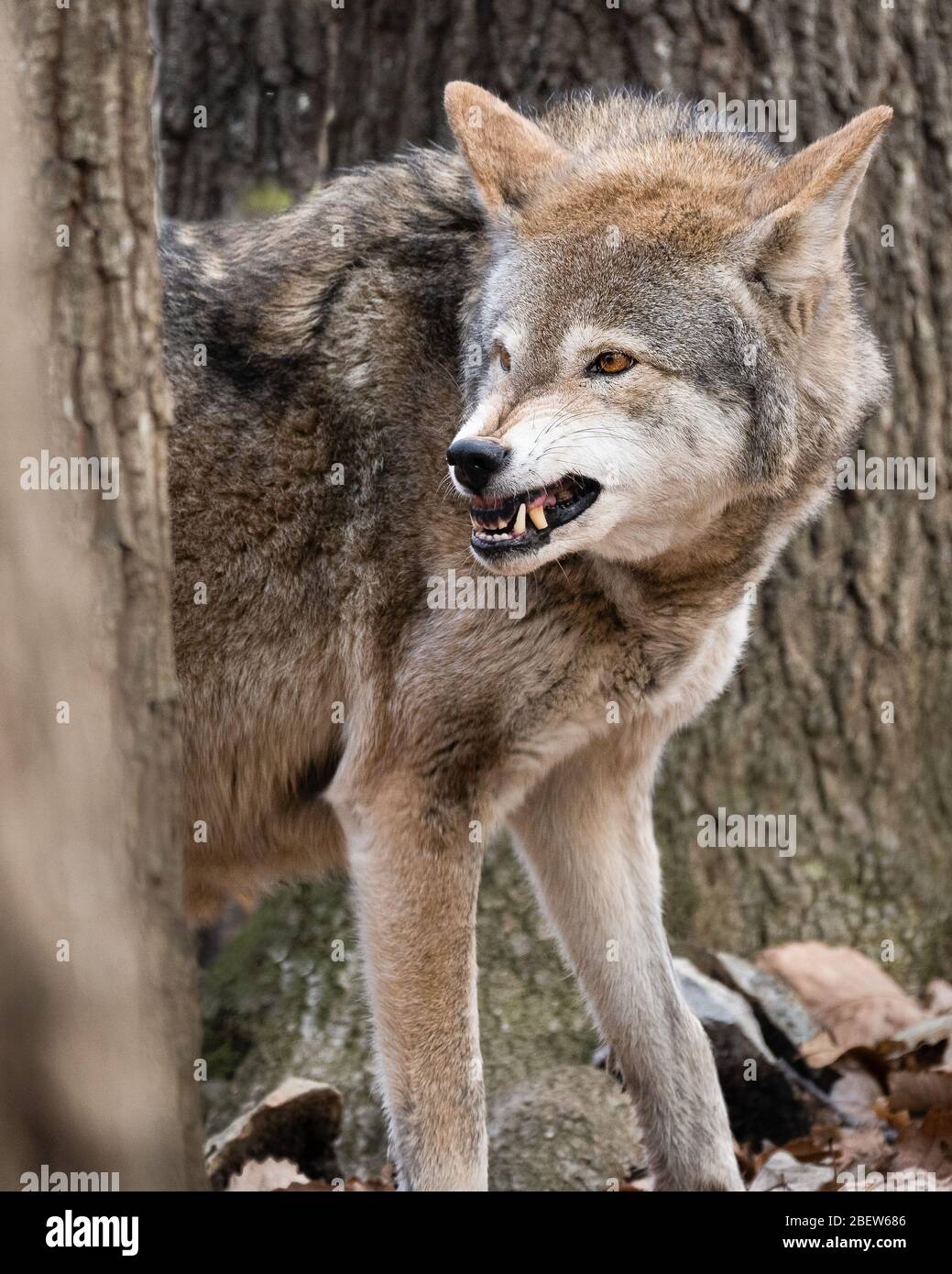 A Red Wolf Snarling at a Beta Male Stock Photo