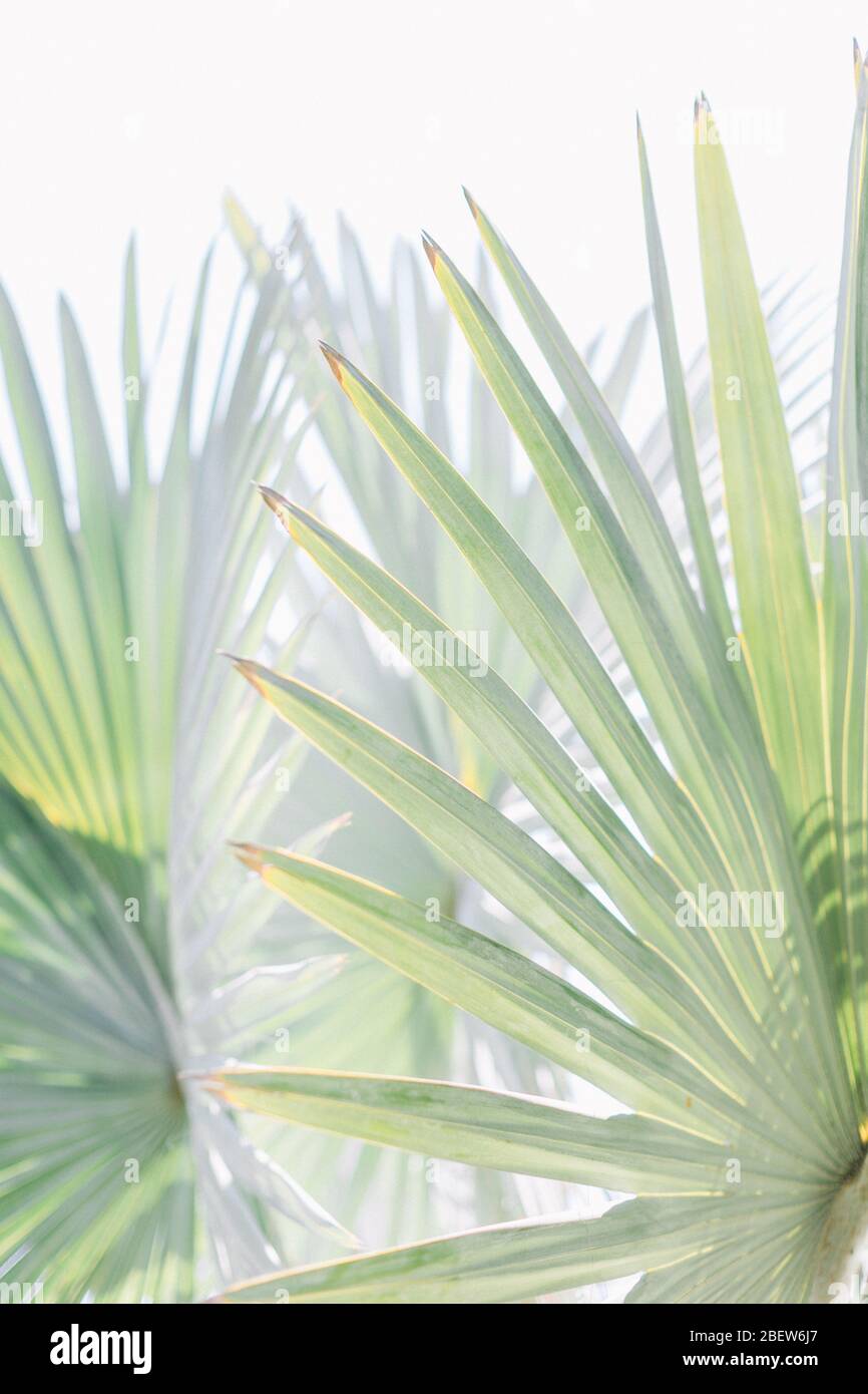 Green Fan Palm at Los Angeles County Arboretum in Arcadia California Stock Photo