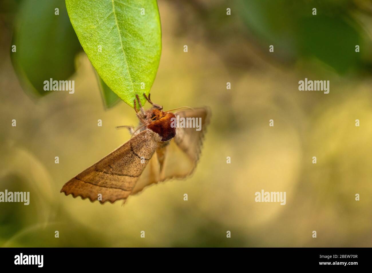 Macro image of a moth on a rhododendron leaf Stock Photo