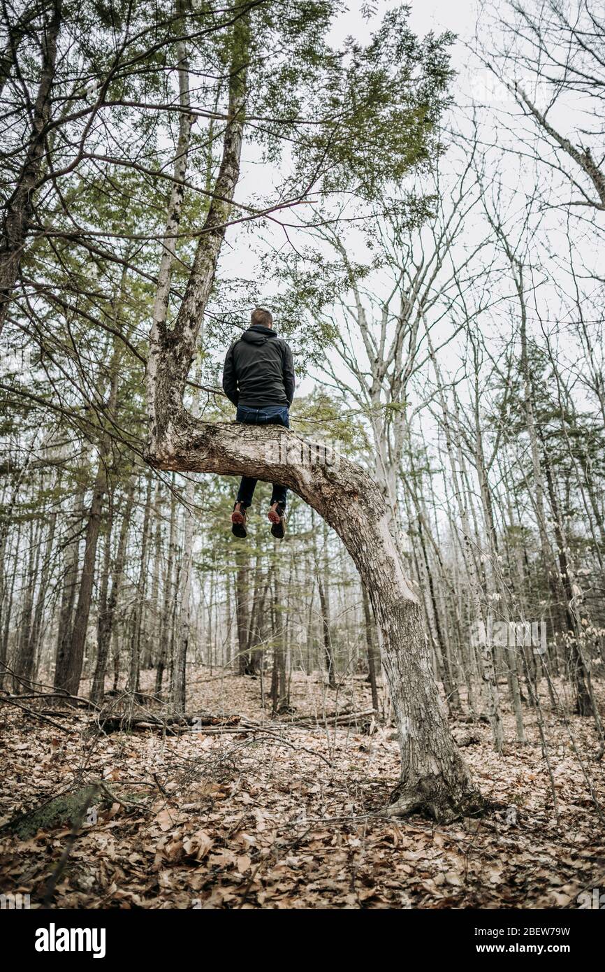 man sits alone high in gnarled tree deep in forest in maine Stock Photo