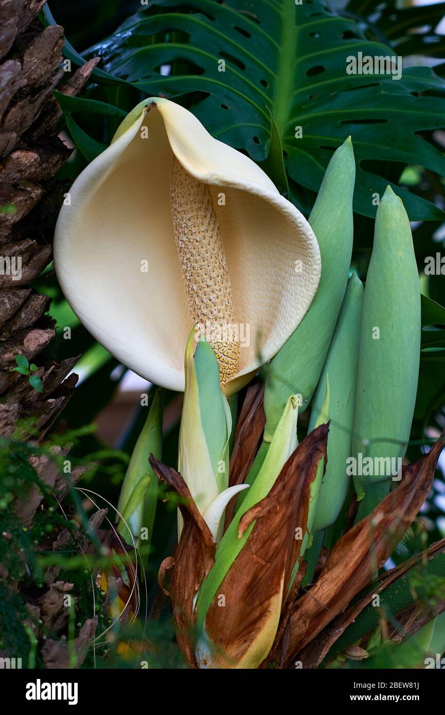 Inflorescence blossoms of a Cut Leave Philodendron Stock Photo - Alamy