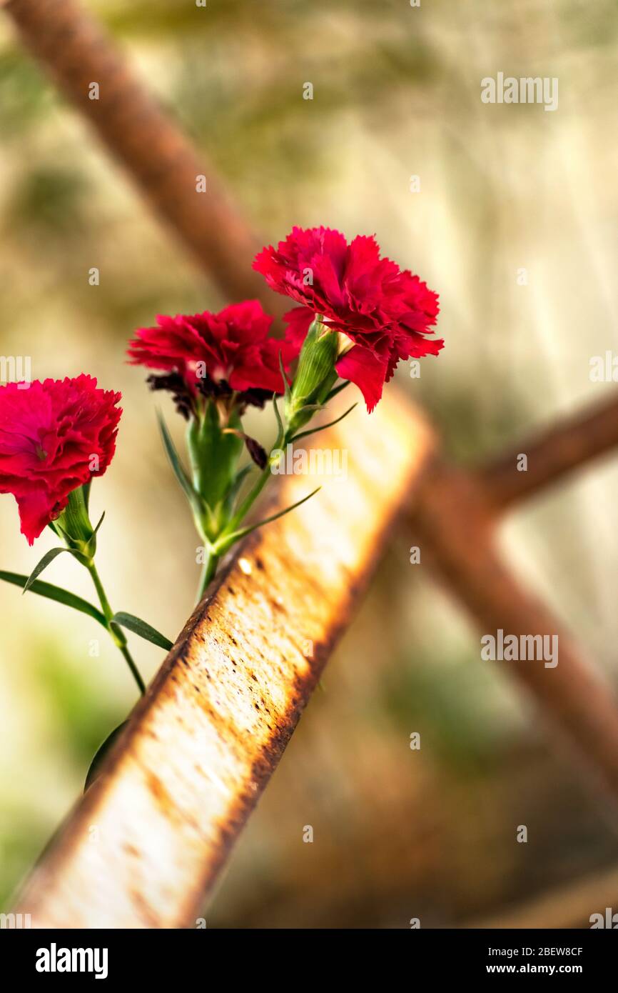 Three carnation flowers growing among iron bars. Stock Photo