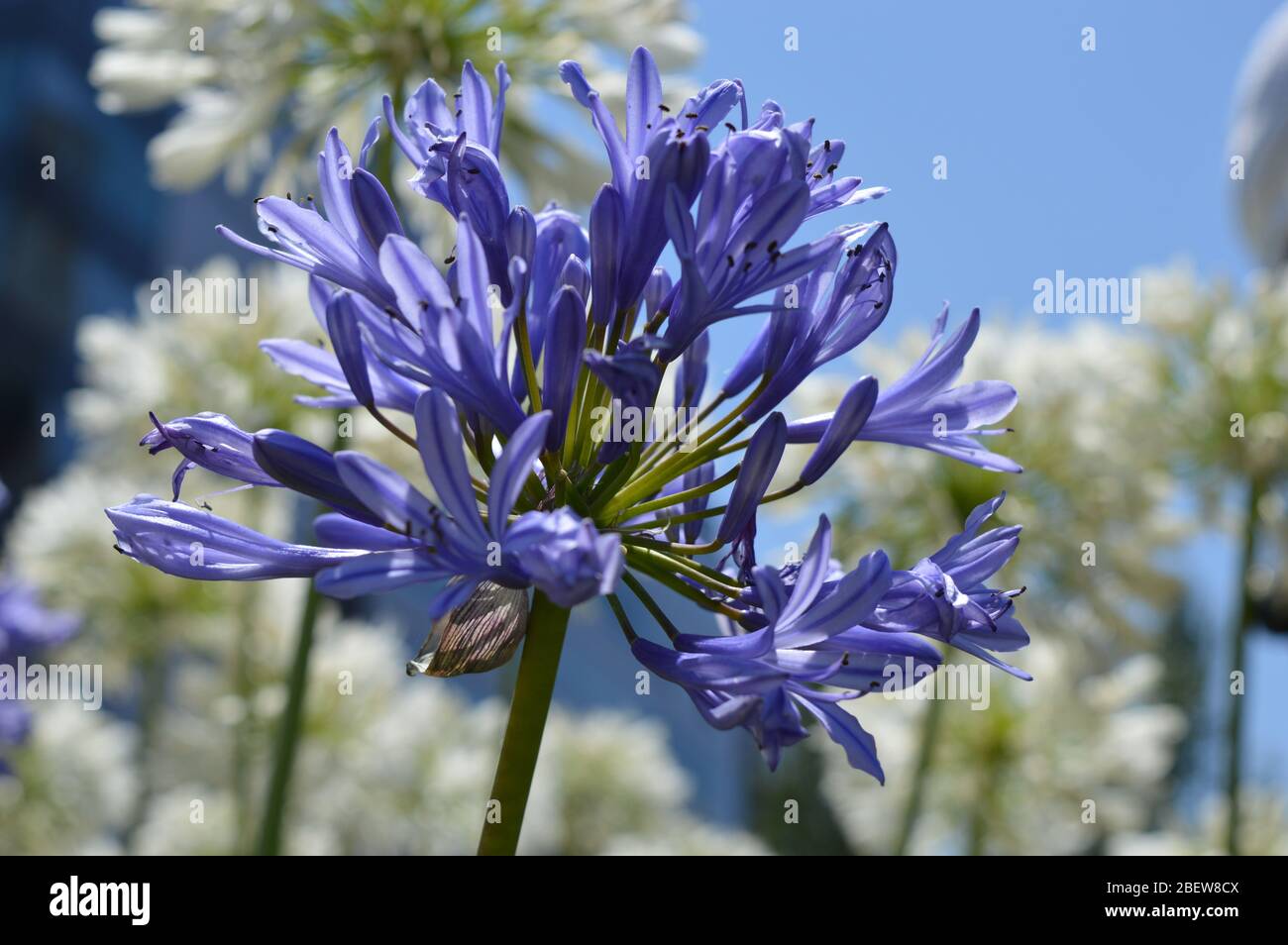 agapanthus africanus or Agapanto in the sunny day Stock Photo - Alamy