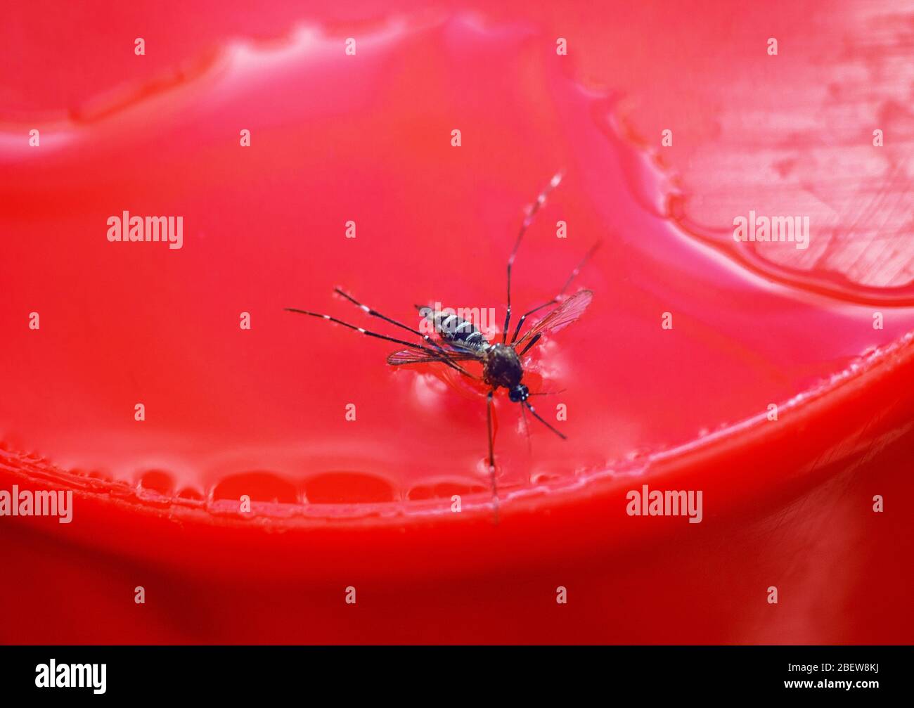 Dead mosquito in a drop of water with a red background Stock Photo