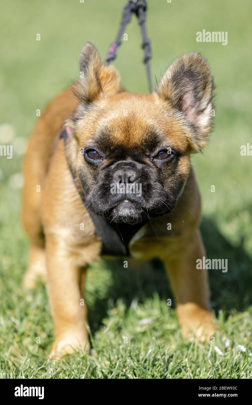 Long-haired French Bulldog Puppy Stock Photo - Alamy