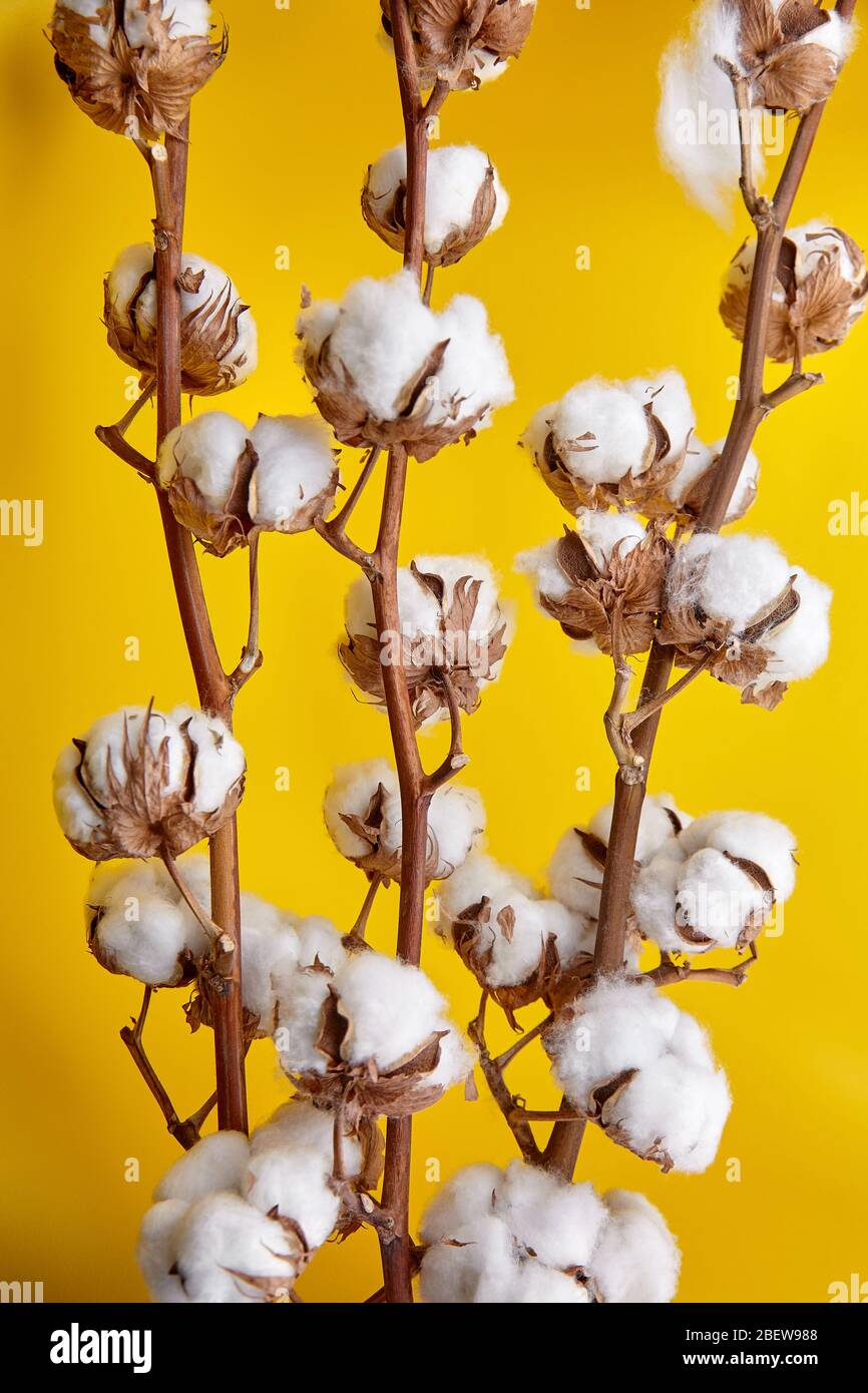 Cotton plant stems, closeup. Branch of white dry cotton flowers on yellow background, selective focus. Natural organic eco-friendly material Stock Photo