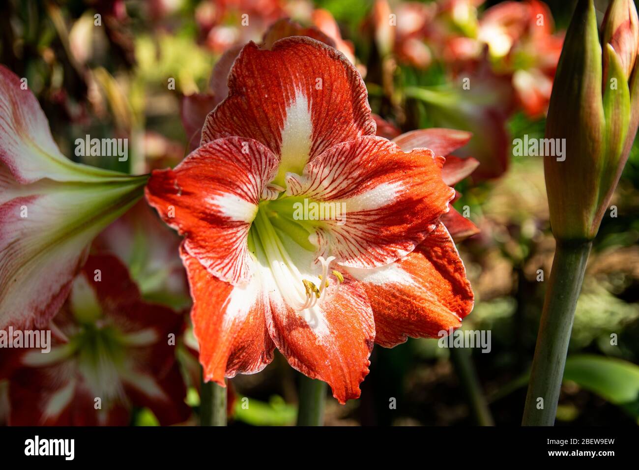 Beautiful red and white Barbados Lily in full bloom with its large, delicate petals open wide as it soaks up the sunlight in a botanical garden on a s Stock Photo