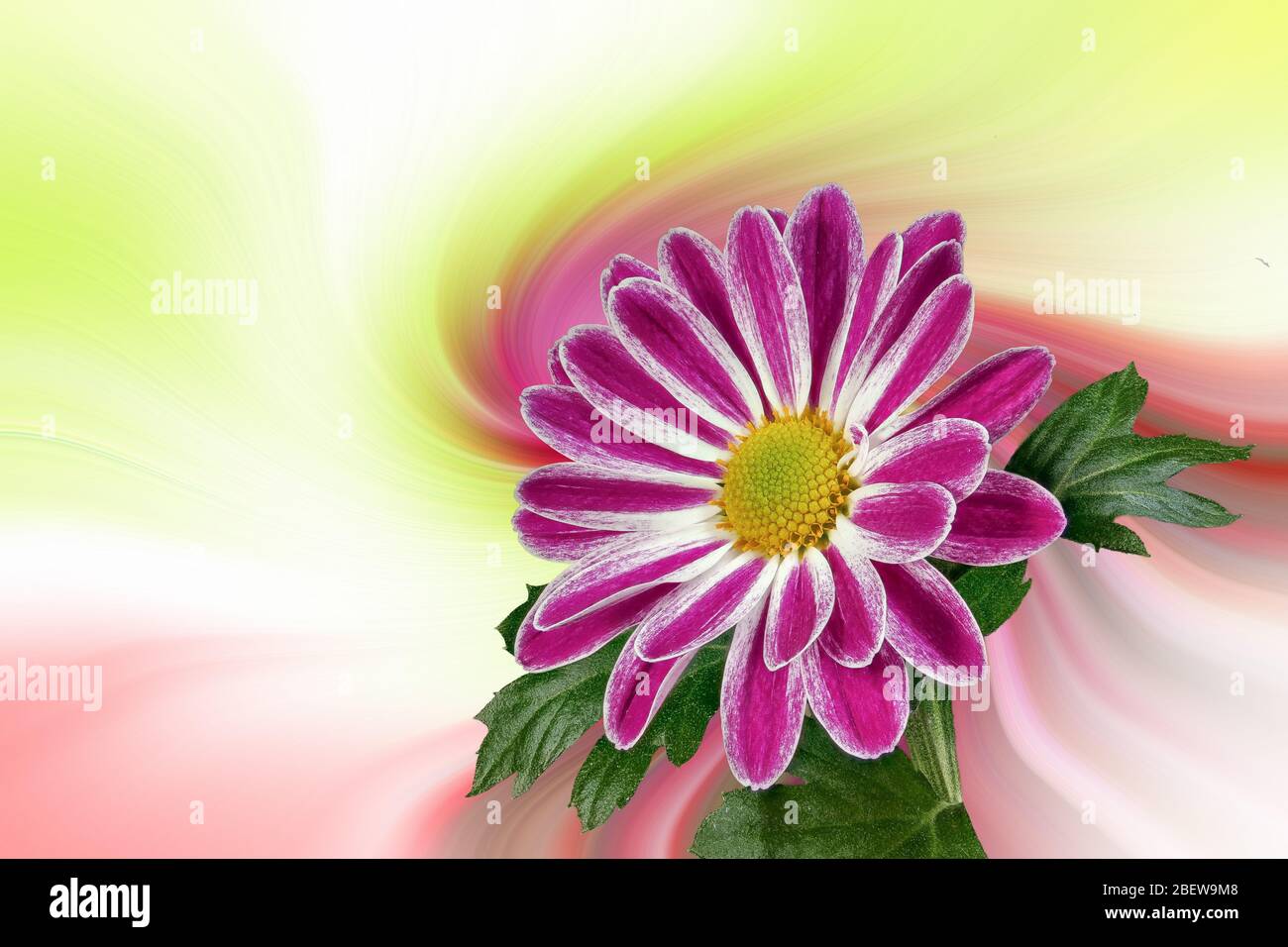 Margerites (Leucanthemum) against an abstract background. Stock Photo