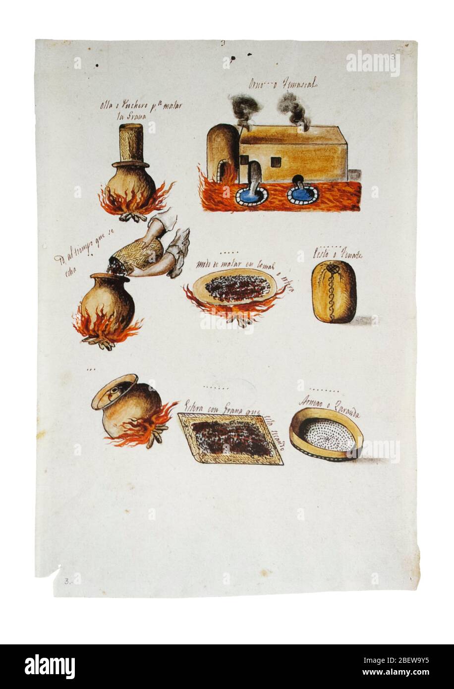 Cochineal Illustration High Resolution Stock Photography and Images - Alamy