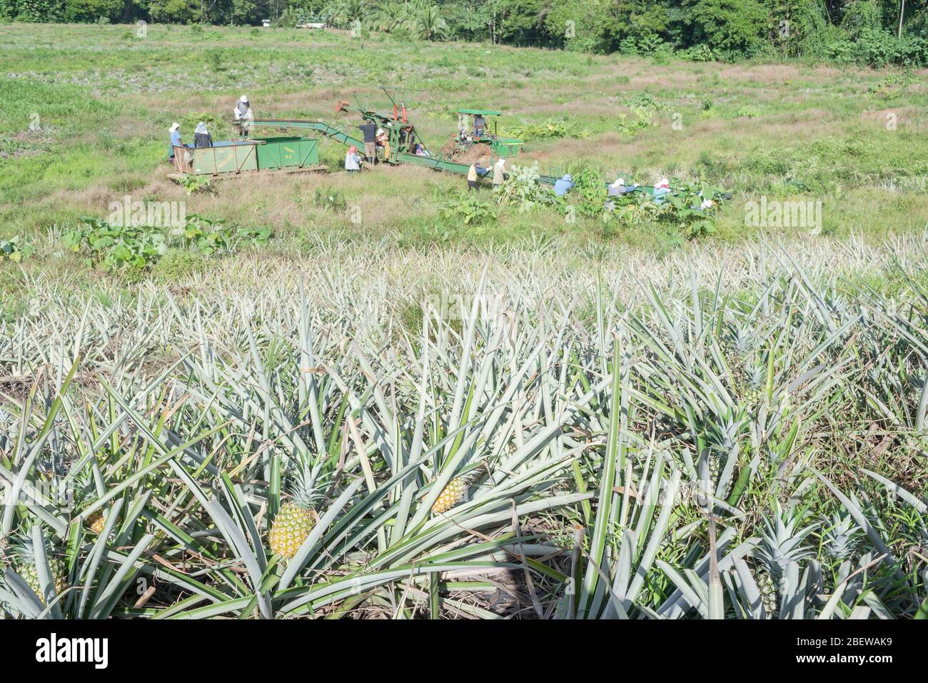 Pineapple plantation, Costa Rica, Central America Stock Photo