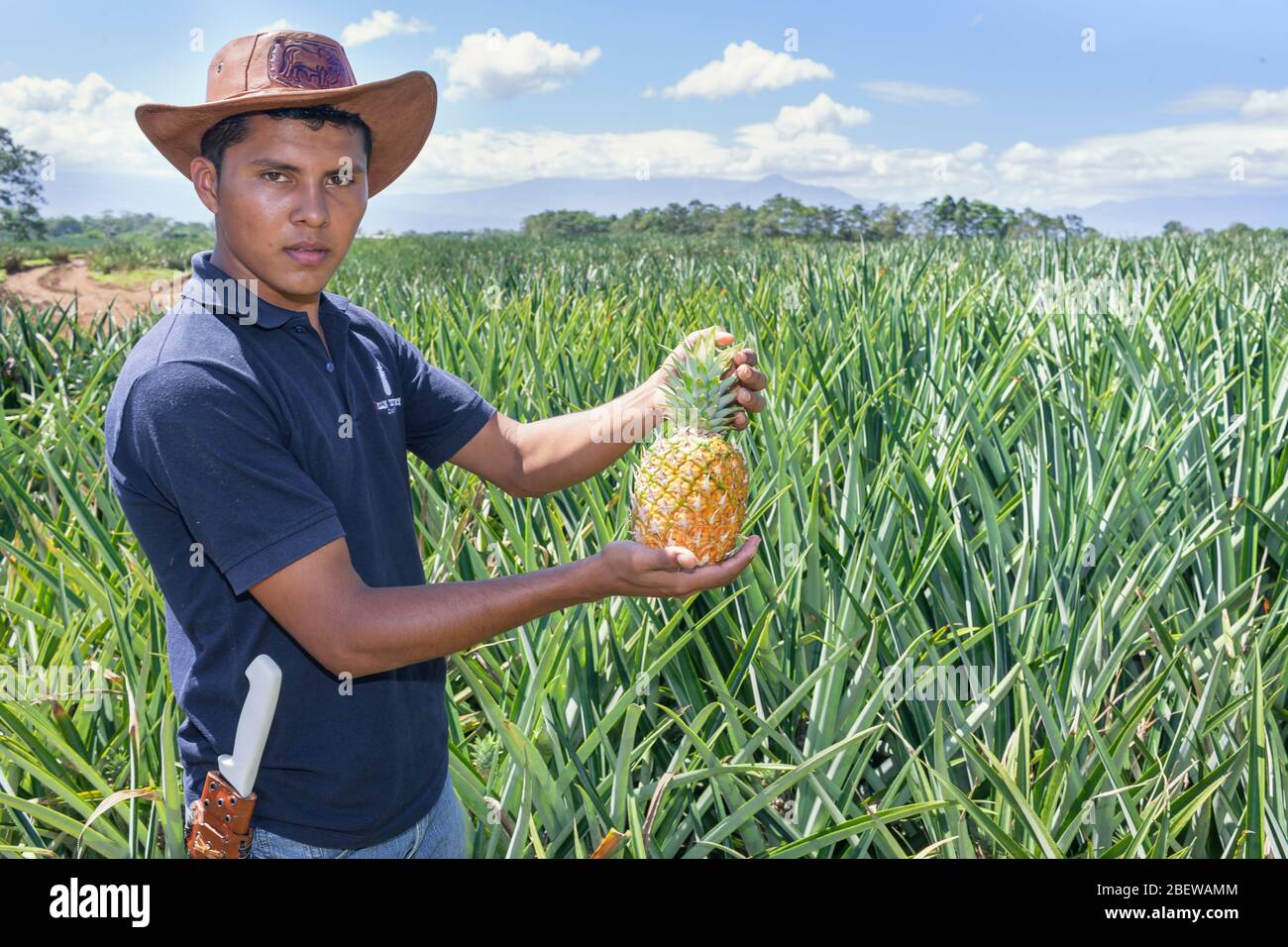 Pineapples farmer, Costa Rica, Central America Stock Photo Alamy