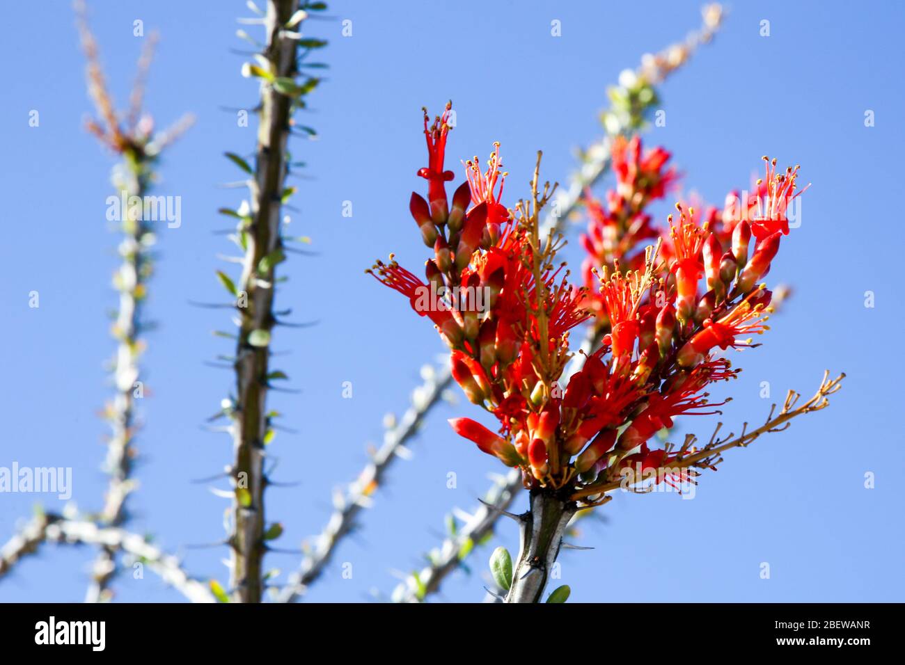 desert garden plants in Mesa, Arizona Stock Photo Alamy