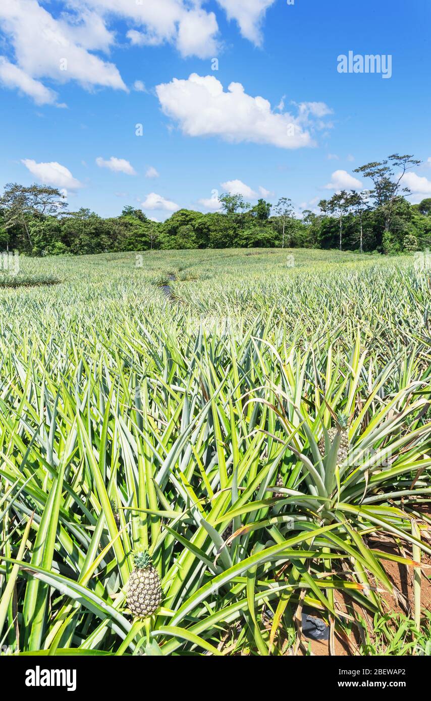 Costa rica pineapples hires stock photography and images Alamy