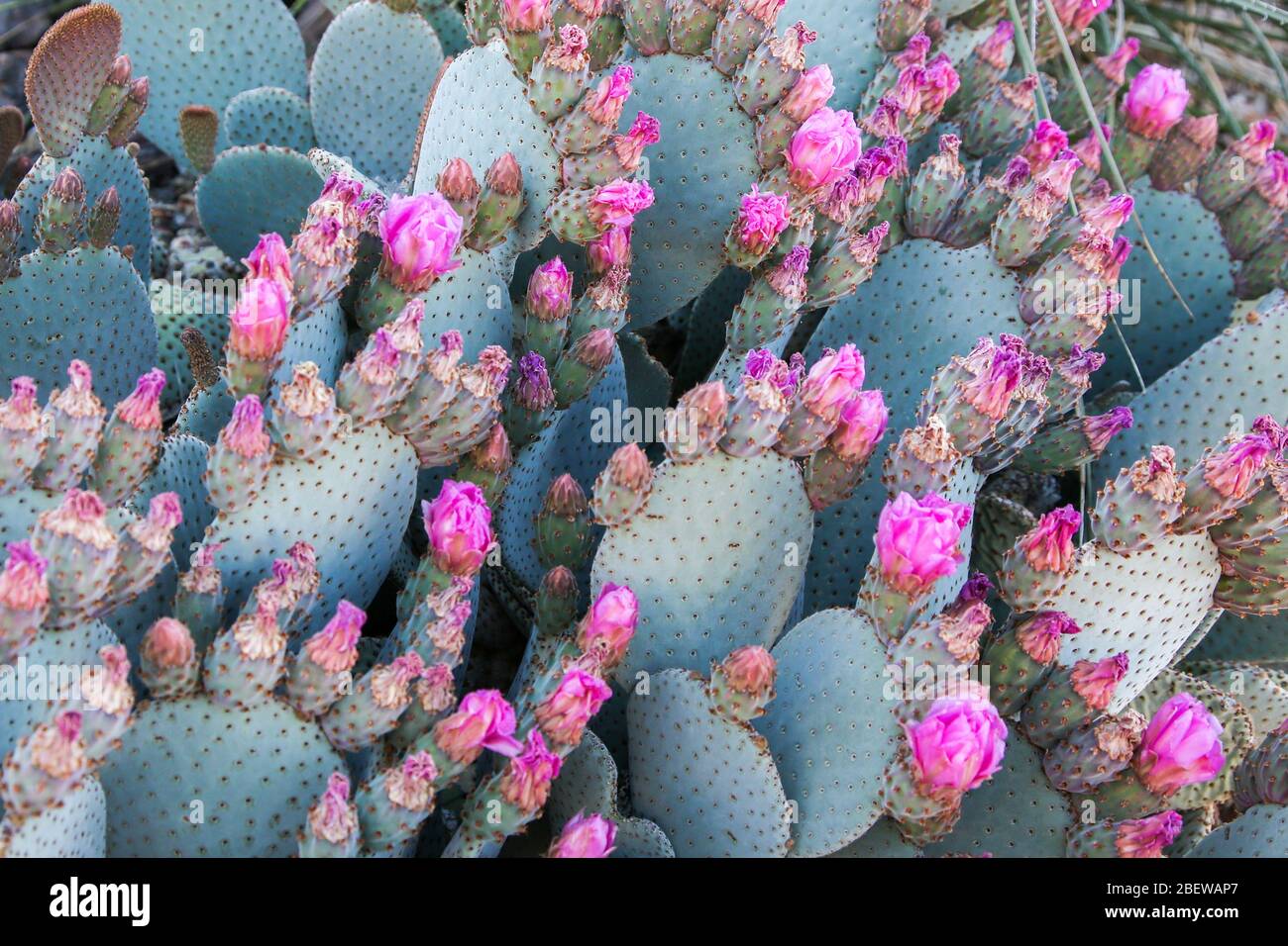 desert garden plants in Mesa, Arizona Stock Photo Alamy