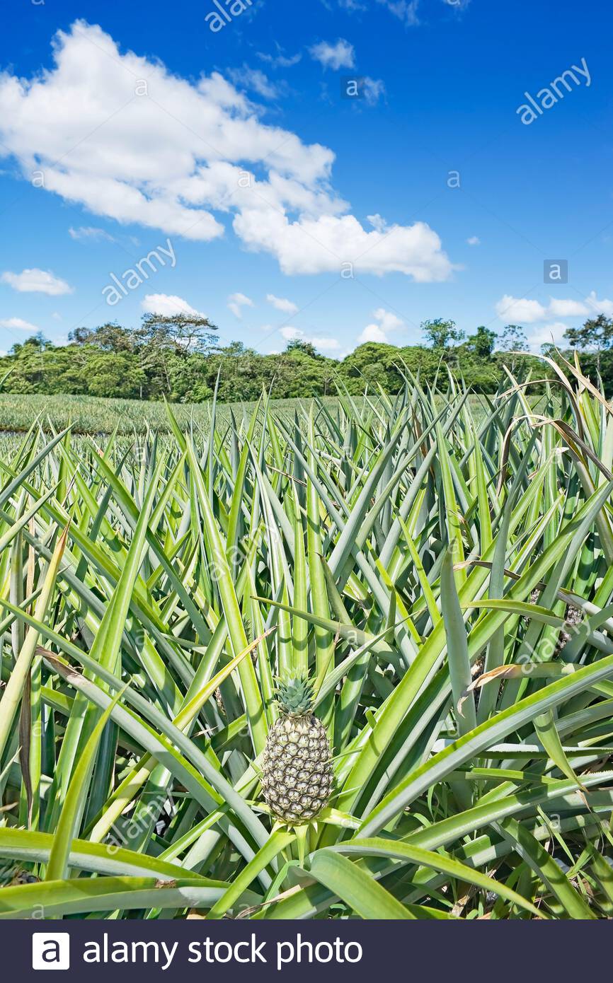 Pineapple Field Stock Photos & Pineapple Field Stock Images Alamy