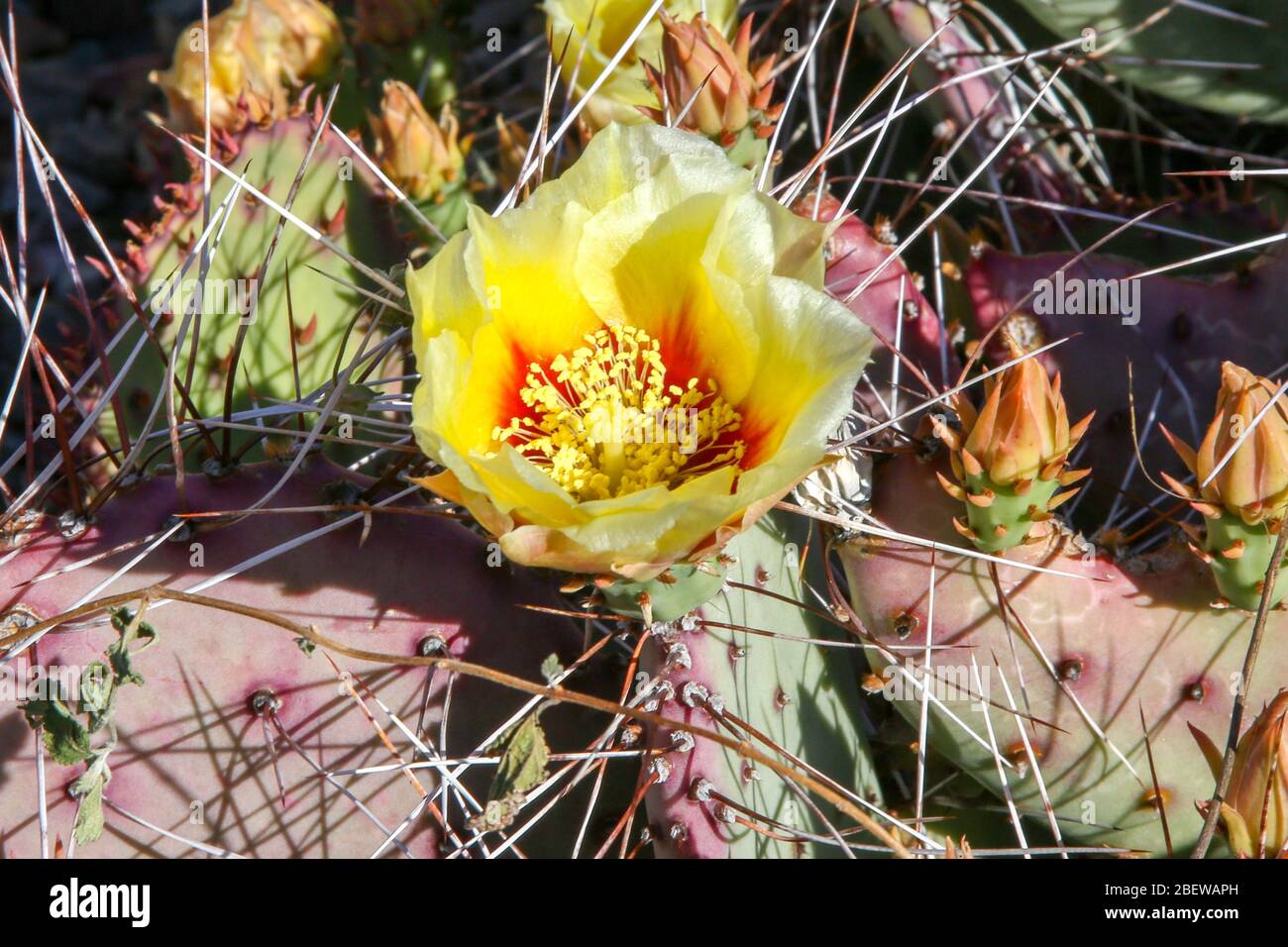 desert garden plants in Mesa, Arizona Stock Photo Alamy