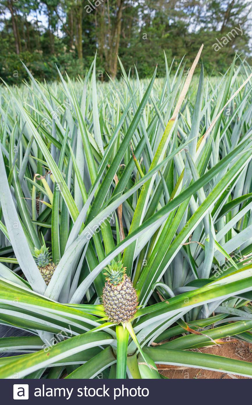 Pineapple Field Stock Photos & Pineapple Field Stock Images Alamy