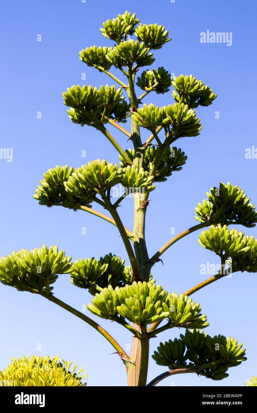 desert garden plants in Mesa, Arizona Stock Photo - Alamy