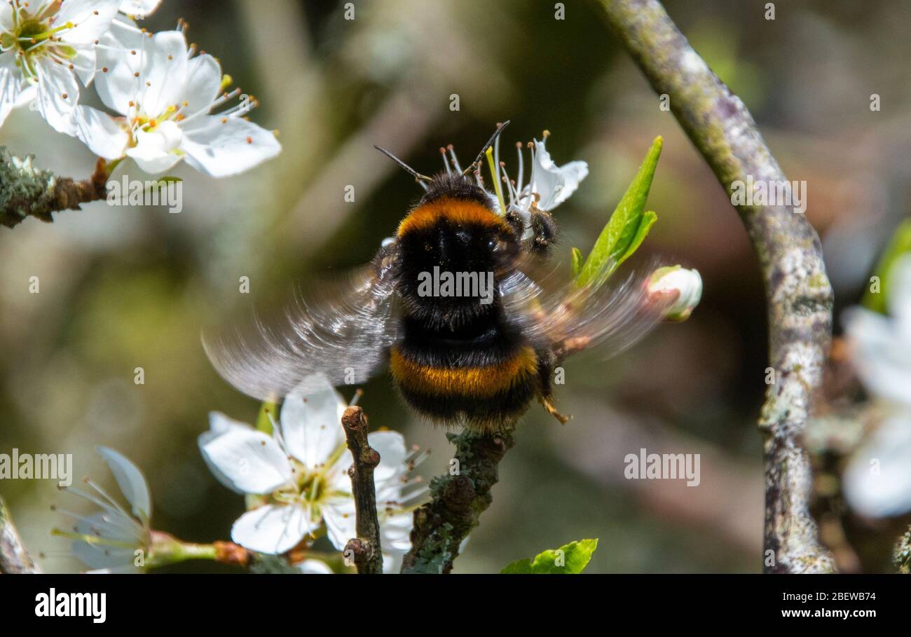 a photo of a bumble bee taking off from a flower it just pollinated, the species is getting rarer and something need to be done about it. Stock Photo