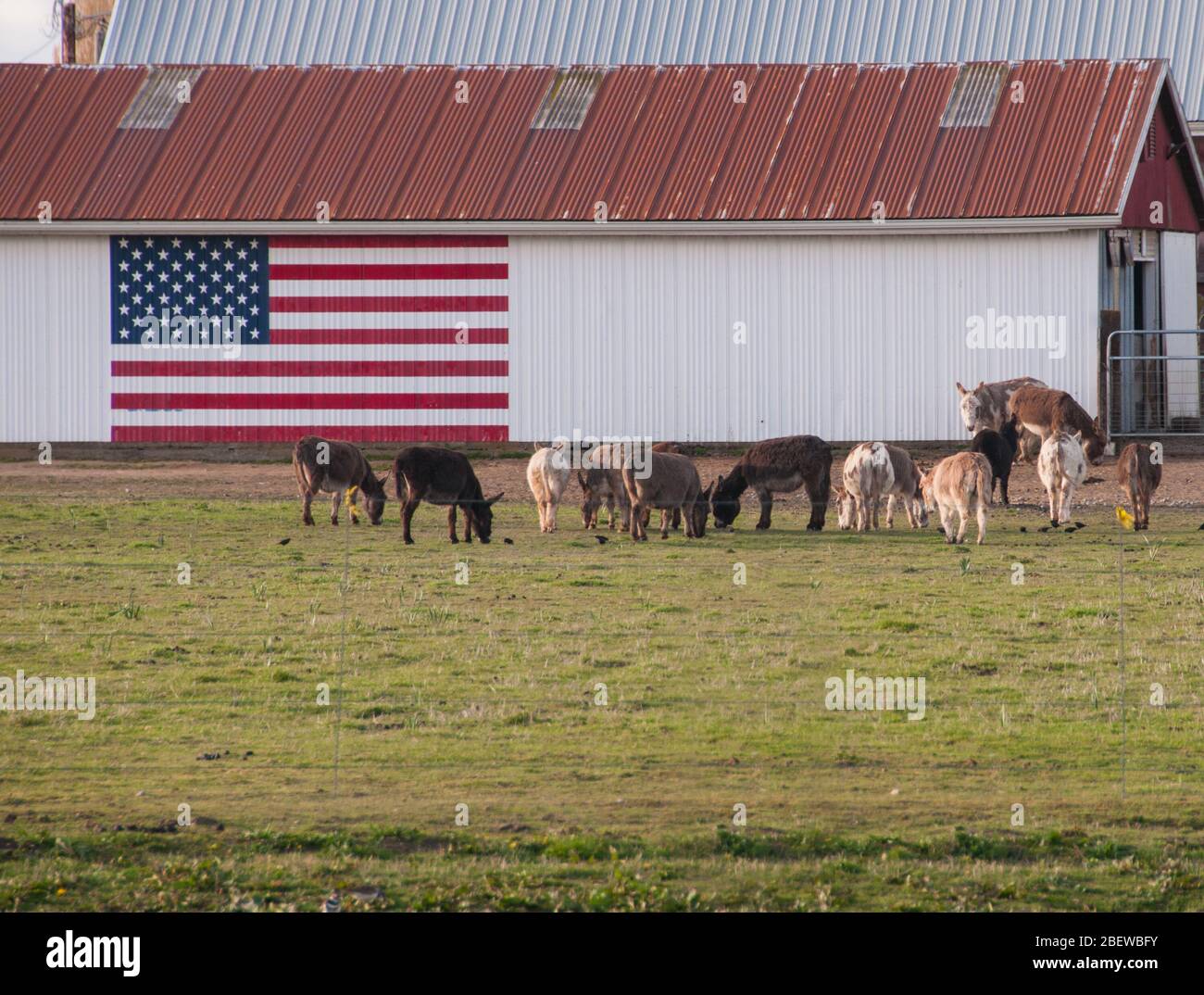 The American flag  painted on a white barn with cows in the foreground Stock Photo