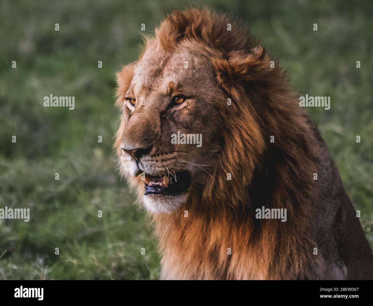 King of the jungle hires stock photography and images Alamy