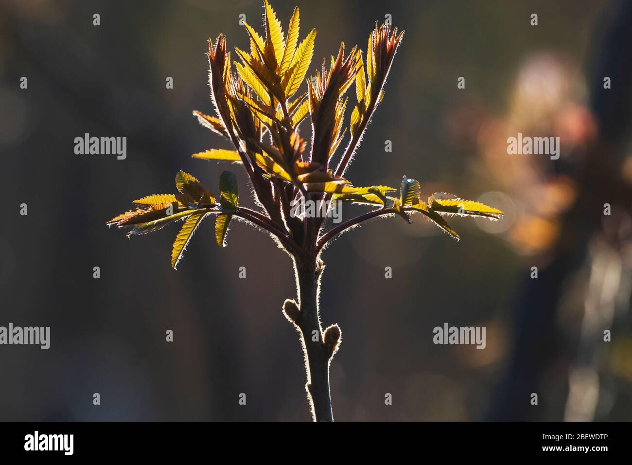Back-lit staghorn sumac leaves in early spring Stock Photo