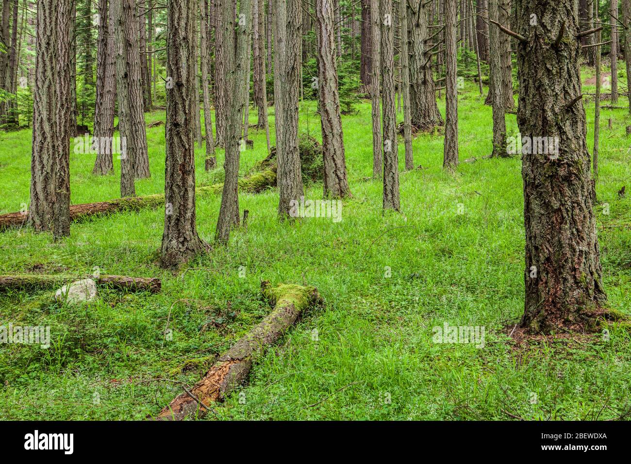 Sparsely vegetated hi-res stock photography and images - Alamy