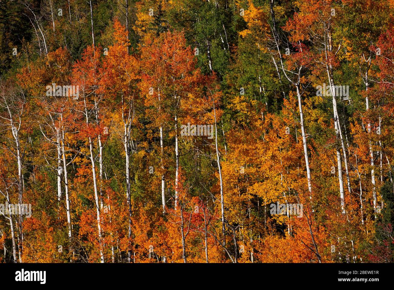 Orange aspens near Durango Mountain Resort, San Juan Mountains, La Plata County, Colorado Stock Photo