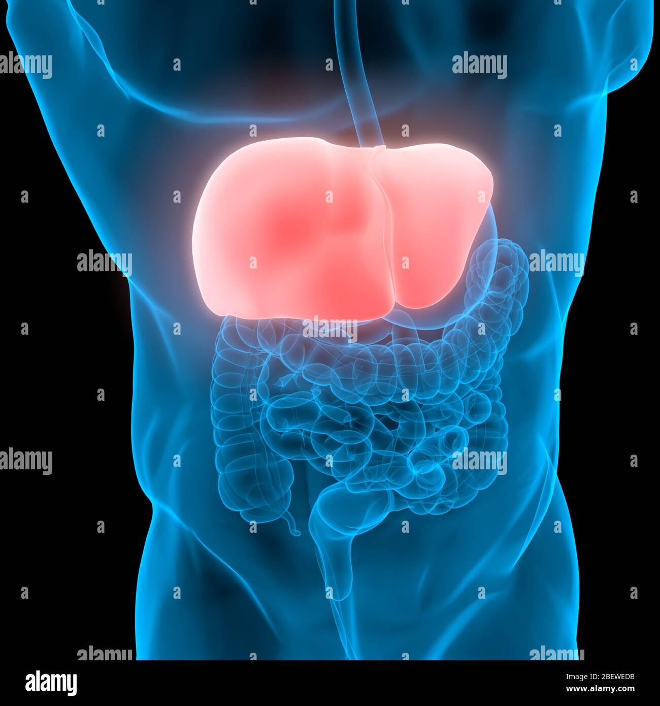 Human Internal Digestive Organ Liver Anatomy Stock Photo - Alamy