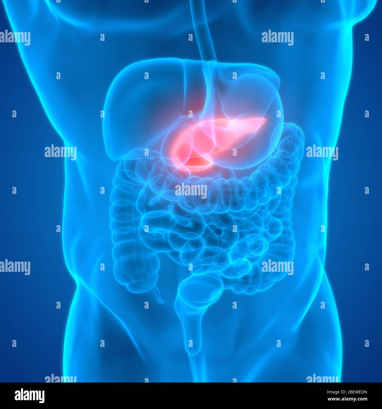 Human Internal Organ Pancreas Anatomy Stock Photo - Alamy