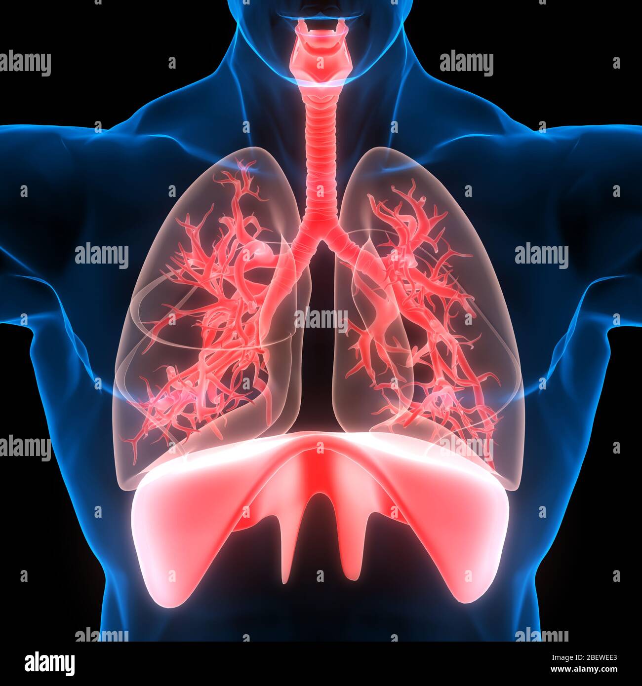 Human Respiratory System Lungs with Diaphragm Anatomy Stock Photo