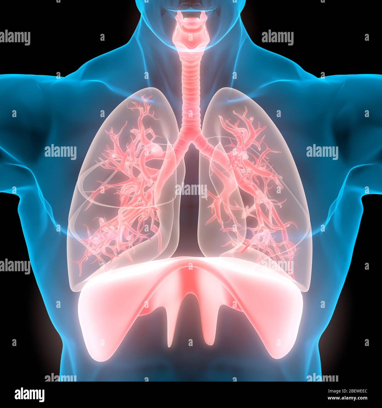 Human Respiratory System Lungs Anatomy Stock Photo - Alamy