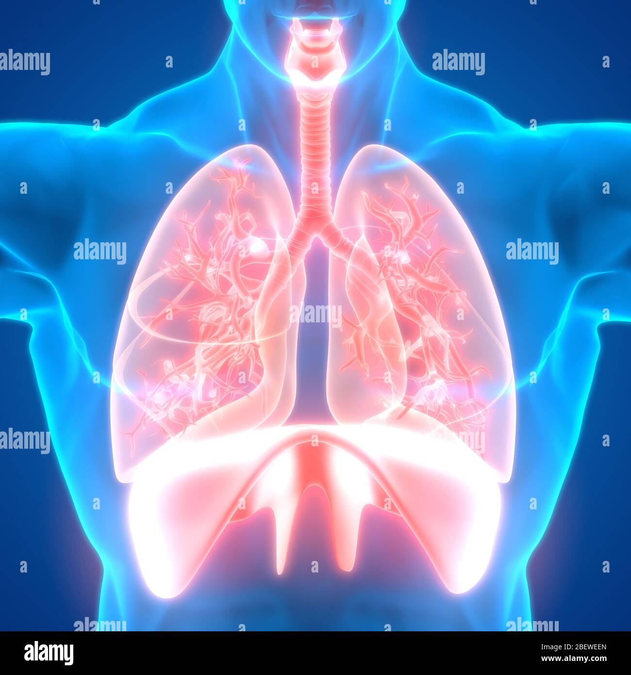 Human Respiratory System Lungs Anatomy Stock Photo - Alamy
