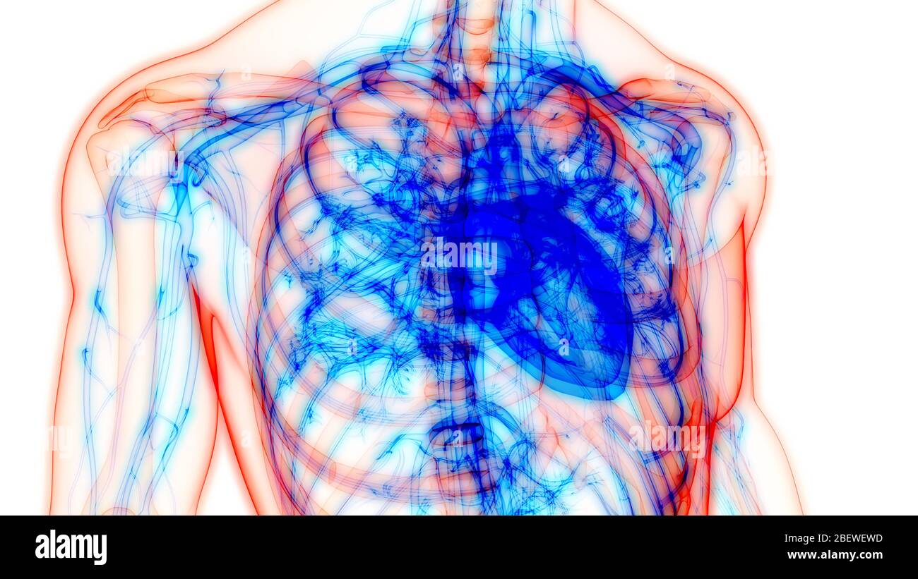 Human Circulatory System Heart Anatomy Stock Photo - Alamy