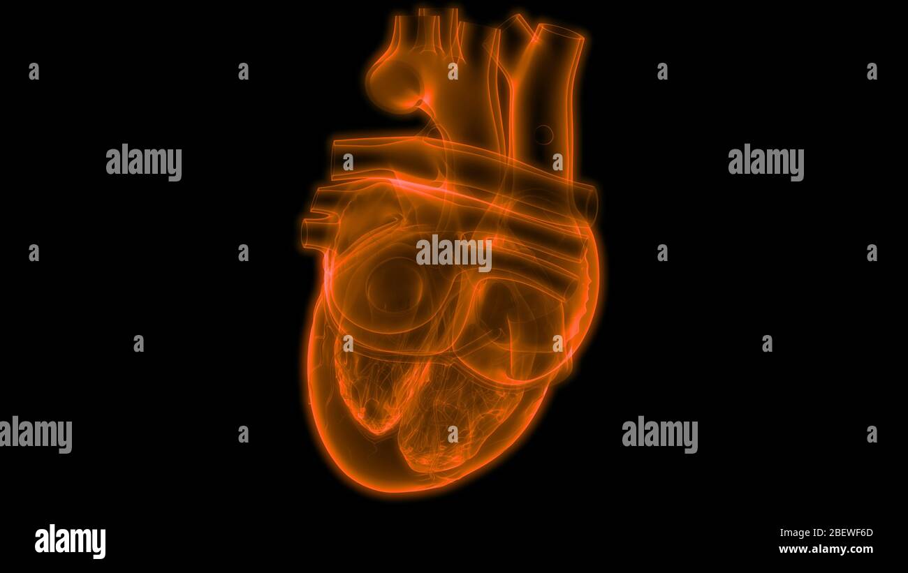 Human Circulatory System Heart Anatomy Stock Photo - Alamy