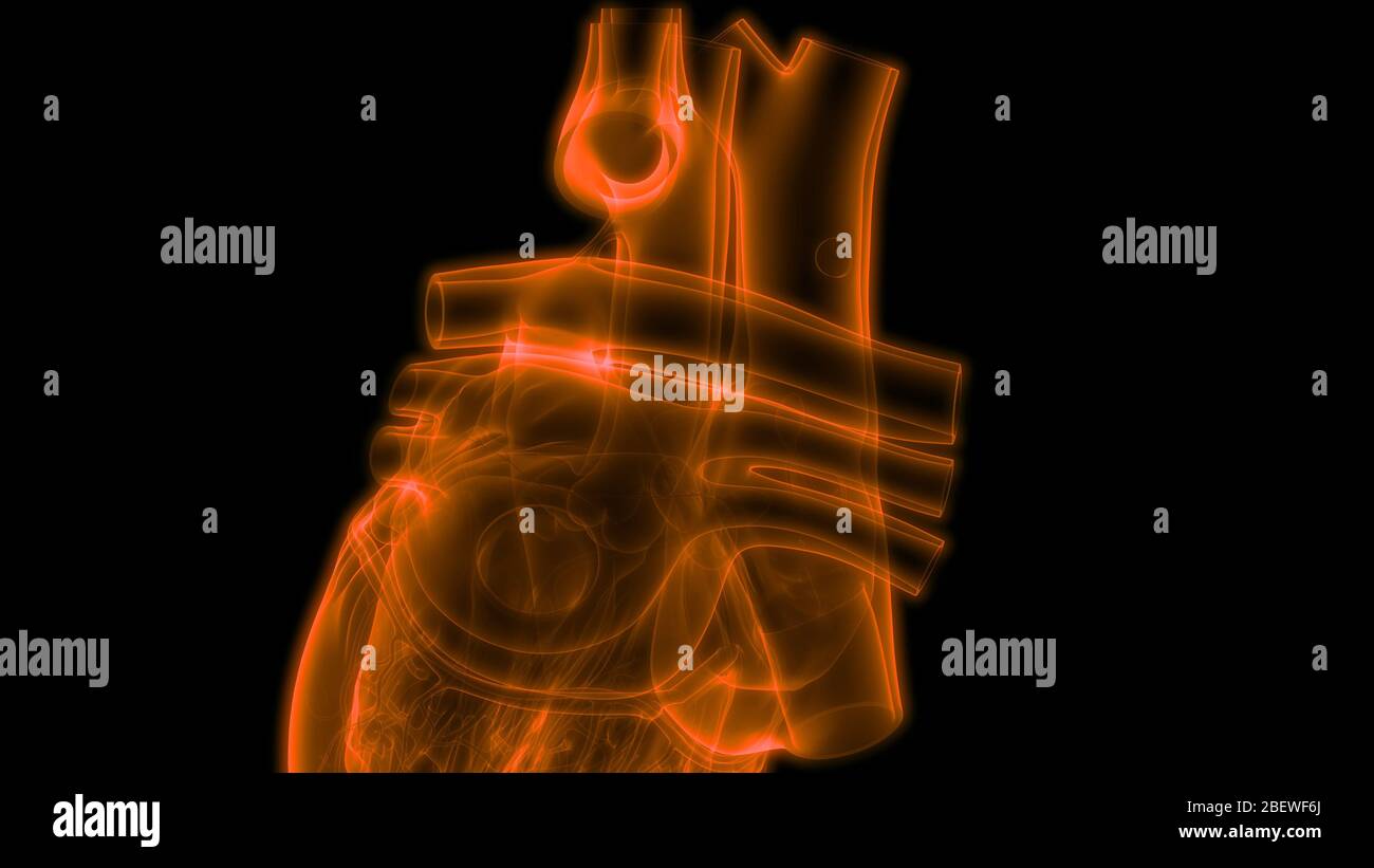Human Circulatory System Heart Anatomy Stock Photo - Alamy