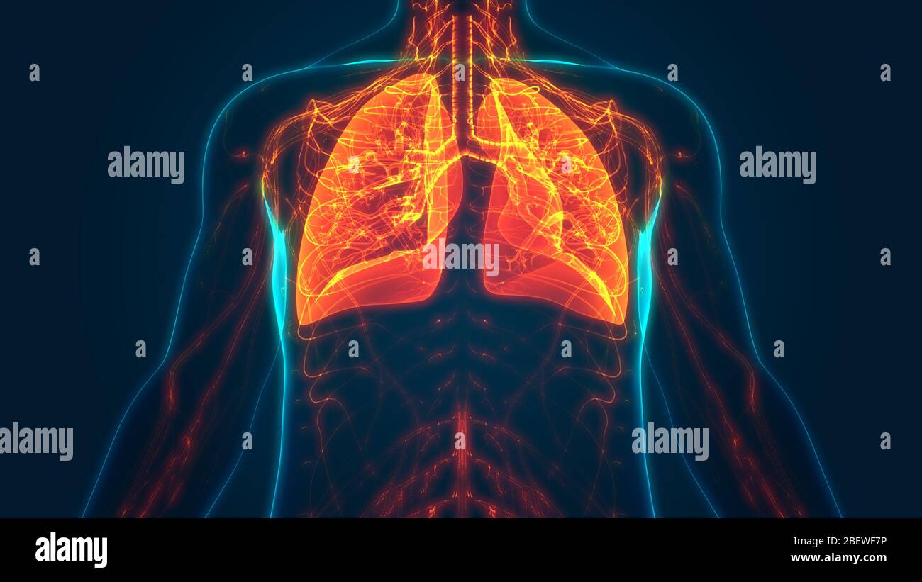 Human Respiratory System Lungs Anatomy Stock Photo - Alamy