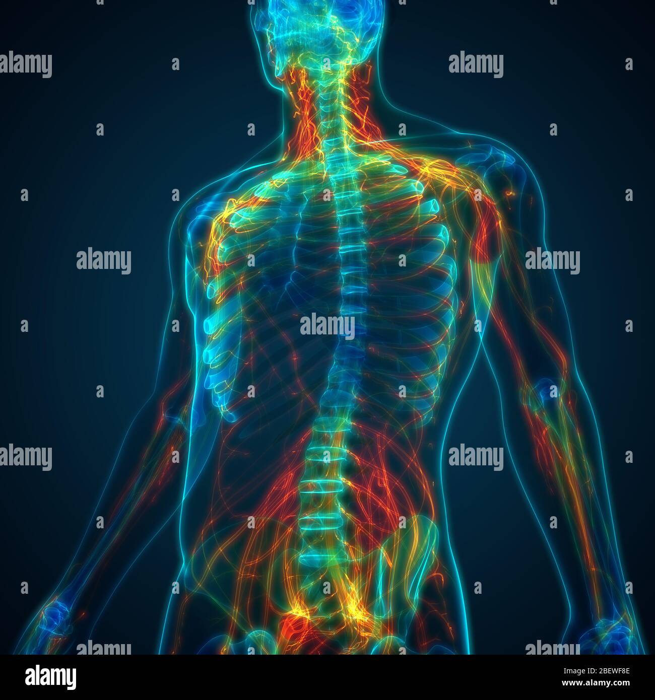 Human Skeleton System with Nervous System Anatomy Stock Photo Alamy