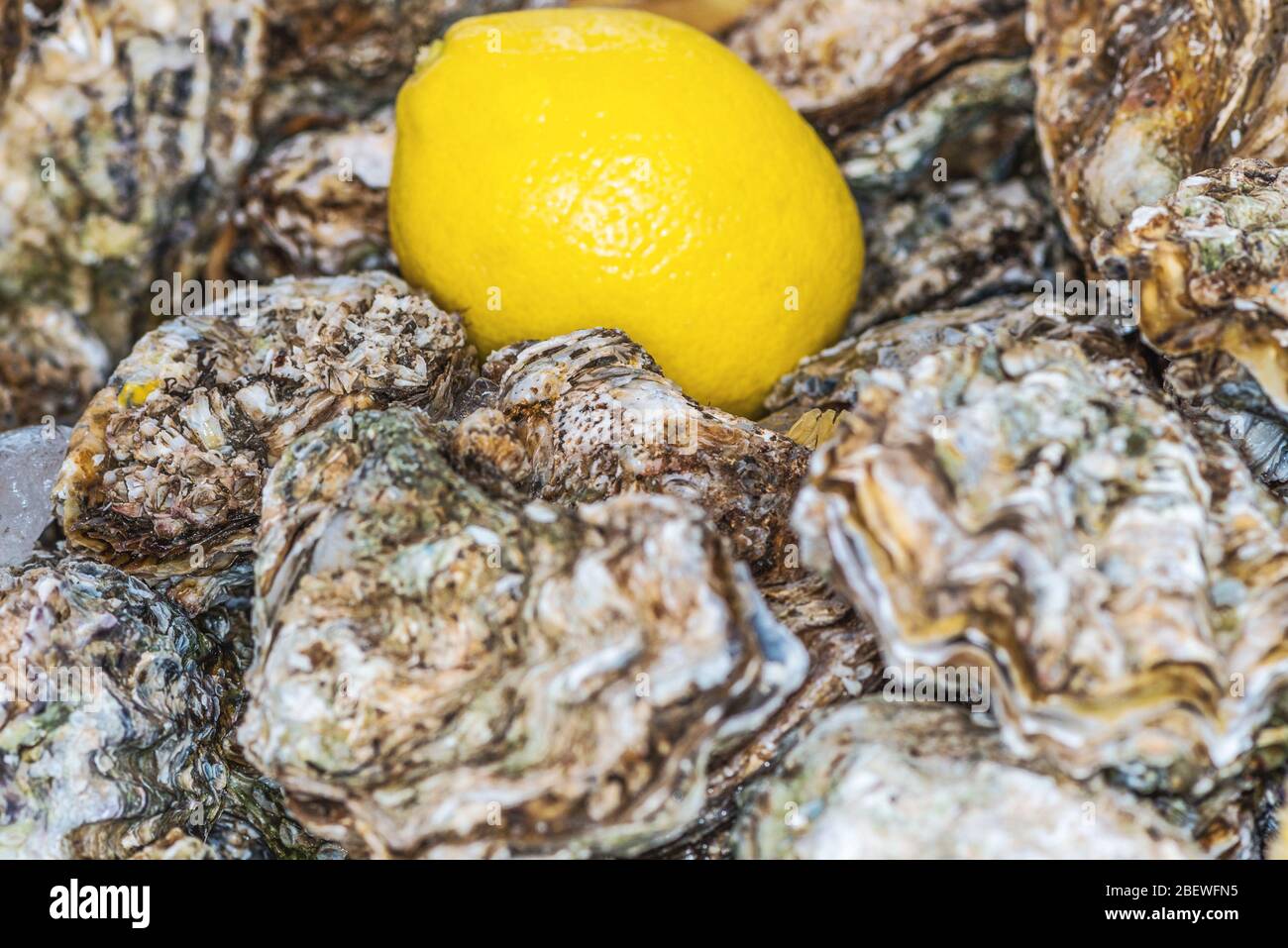 closed oysters closeup, fresh oyster shell, mollusks in seafood market, aphrodisiac sea food restaurant, expensive fresh food, dish restaurant menu Stock Photo