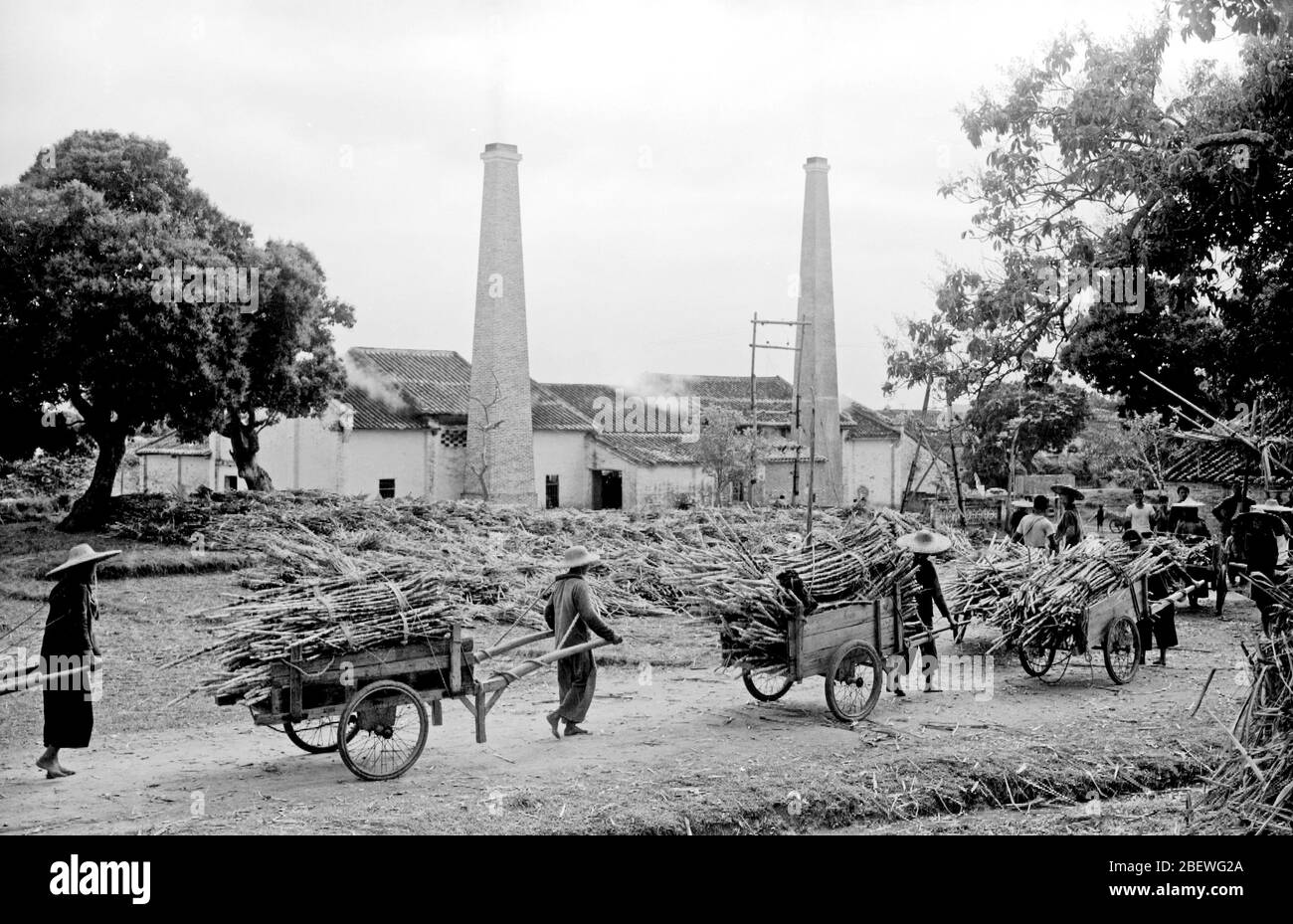 In 1965 Guangdong Zengcheng Macha Production Brigade sent sugarcane to members of the sugar factory Stock Photo